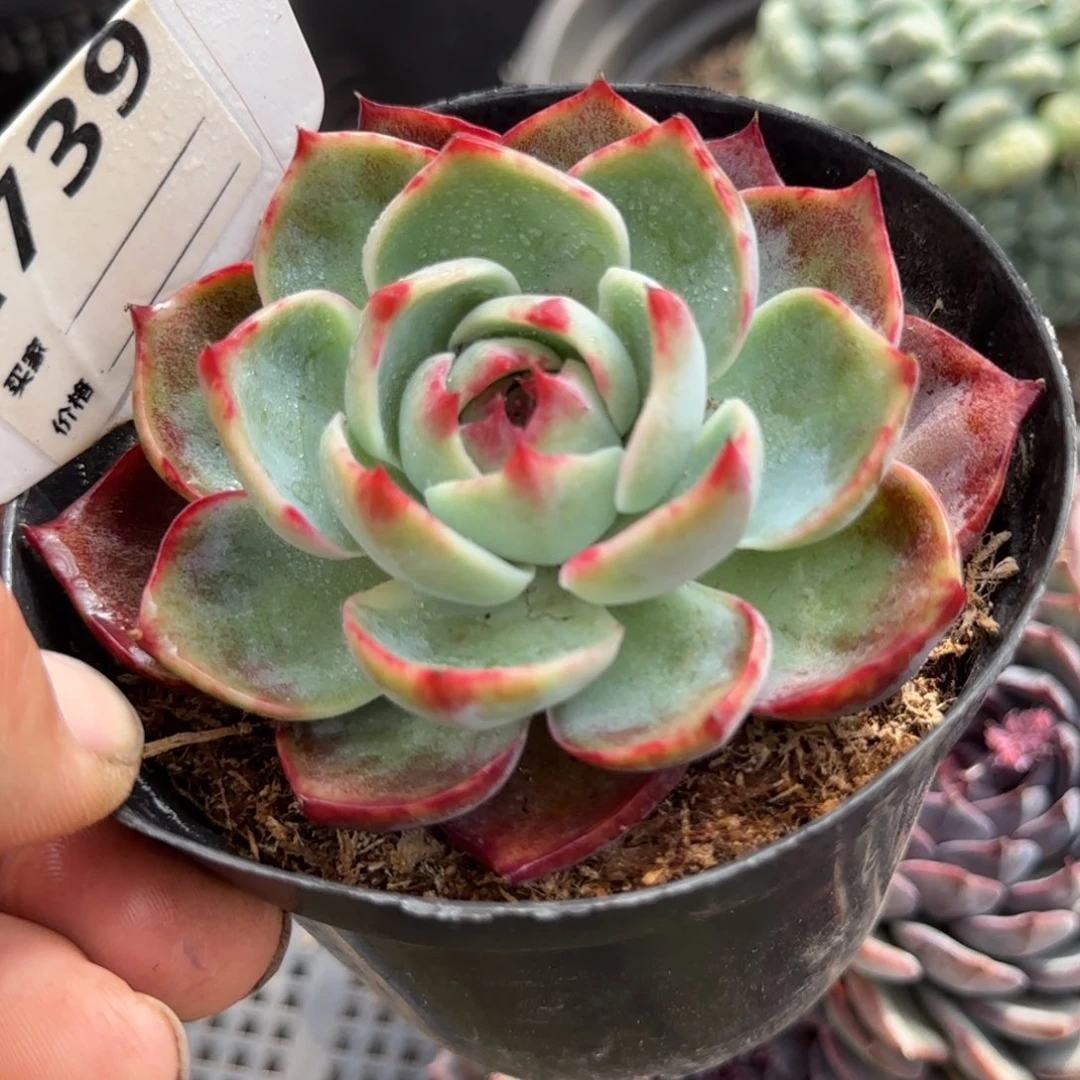 惊鸿一物一拍包装收缩花旱73 9