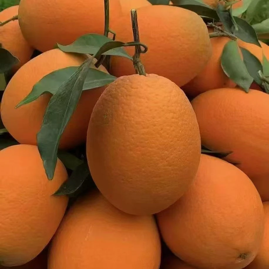 正宗奉节脐橙新鲜现摘应季水果细嫩多汁坏果包赔现发