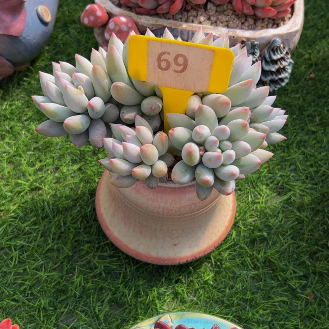 米*？所罗门群生69号