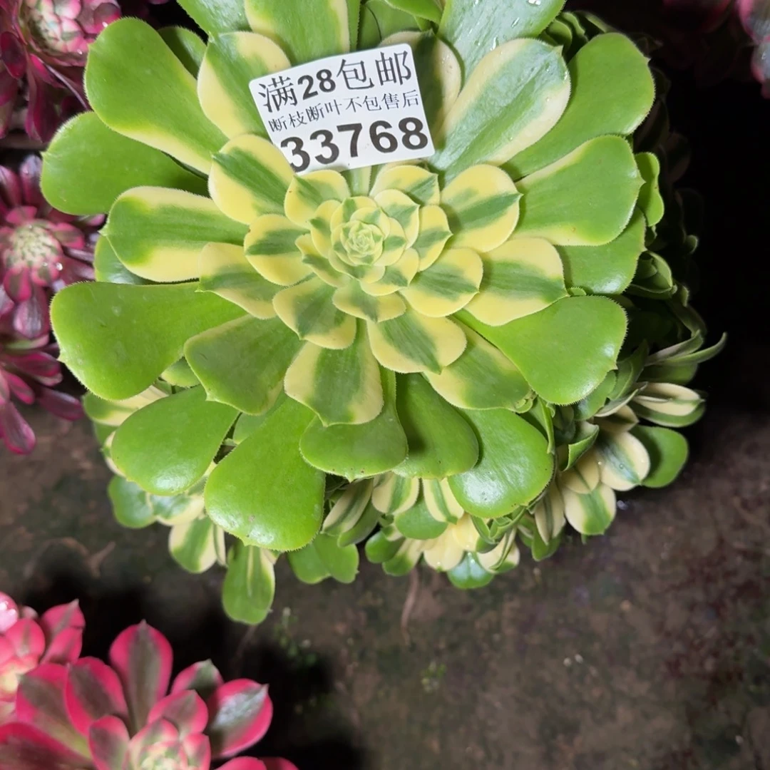 33768辛尼亚多肉植物