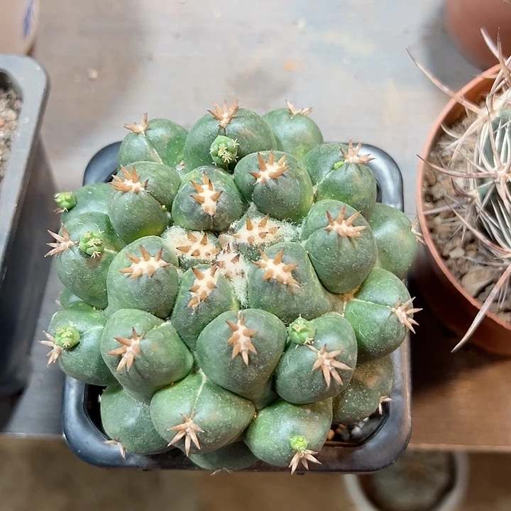 短豪刺象牙随机一颗
