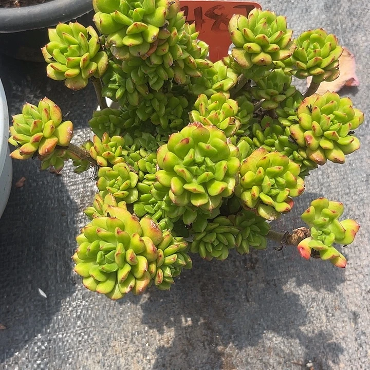 晨语多肉，一物一拍小灯笼487