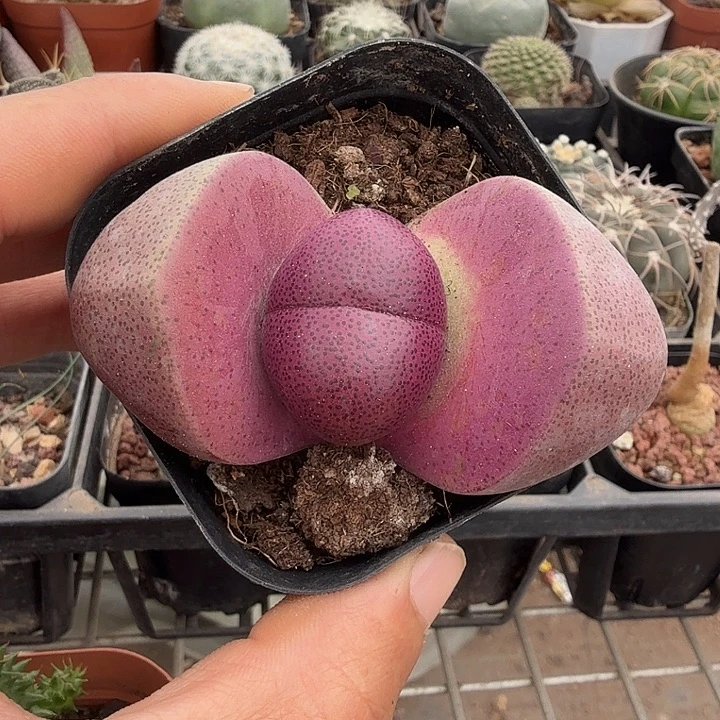 紫色大元宝7仙人球