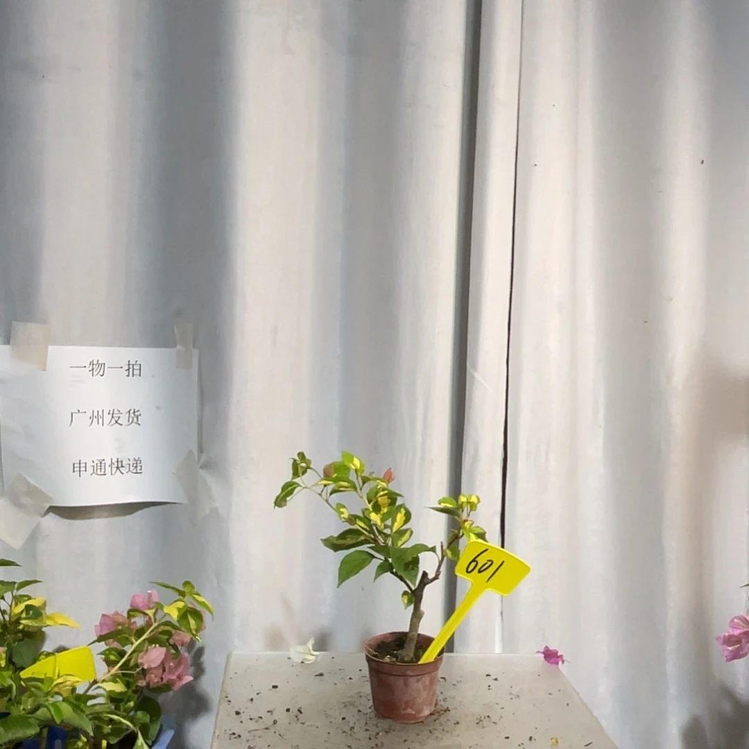 当前无花栽培后可以开花601金心橙白掌中宝