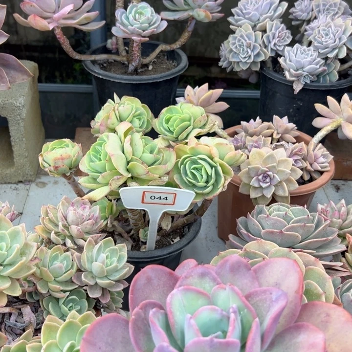 小***宁碧桃多肉植物044