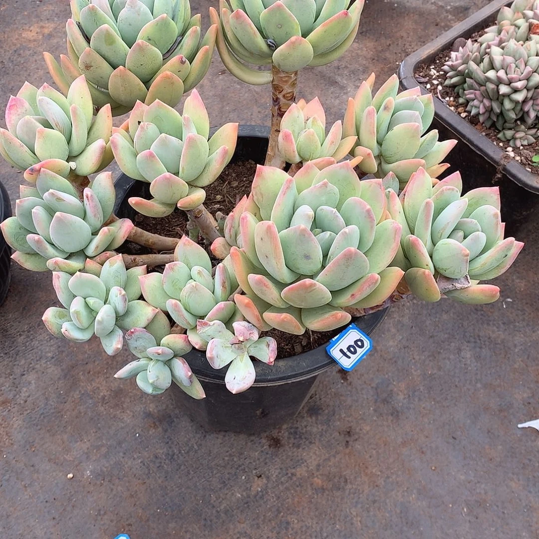 100海洋 一物一拍多肉