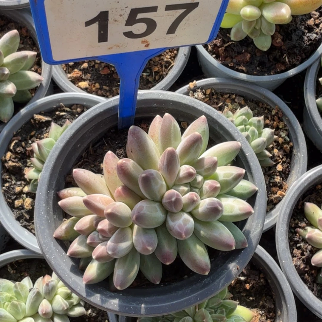 伊卡鲁斯一物一拍157