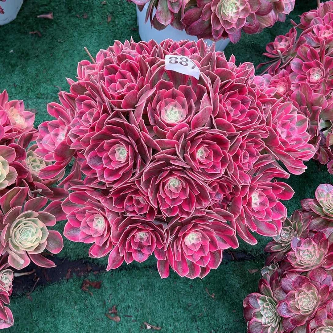 我**静887红粉佳人法师多肉植物