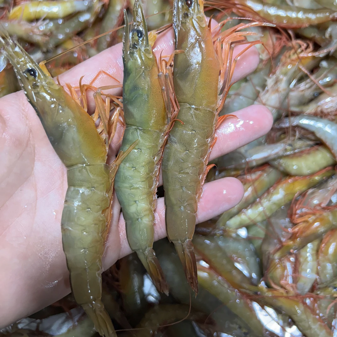 纯野生麻虾 滑皮虾 沙卢虾 送礼 聚餐 广东阳江海陵岛