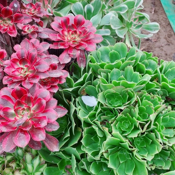 可**多肉植物组合425