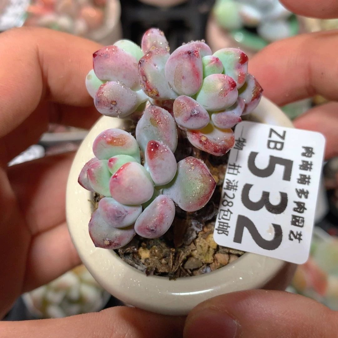 5CM拇指盆精控多肉ZB532