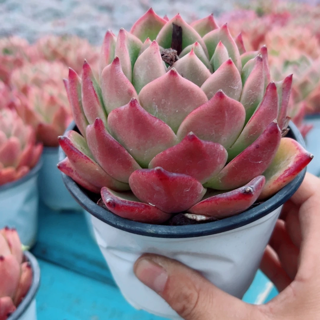 精品多肉植物老桩随机