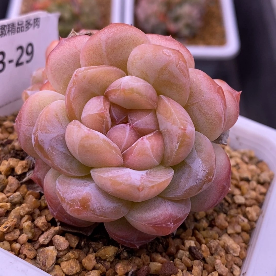 【闪购商品】13-29
