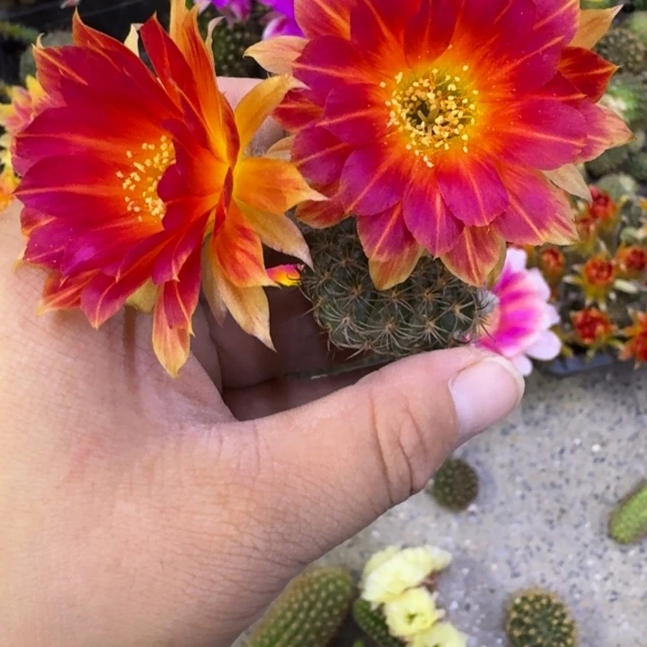 241丽花83歪无根侧牙3公分左右，20包邮