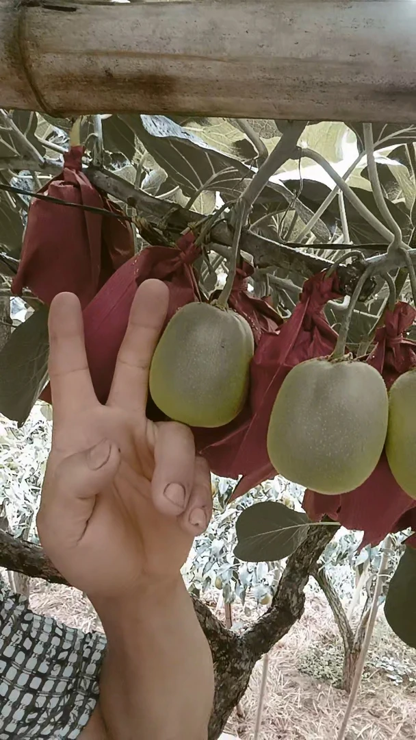 苍溪县元坝镇红心猕猴桃徐香猕猴桃鲜果新鲜应季水果热卖中