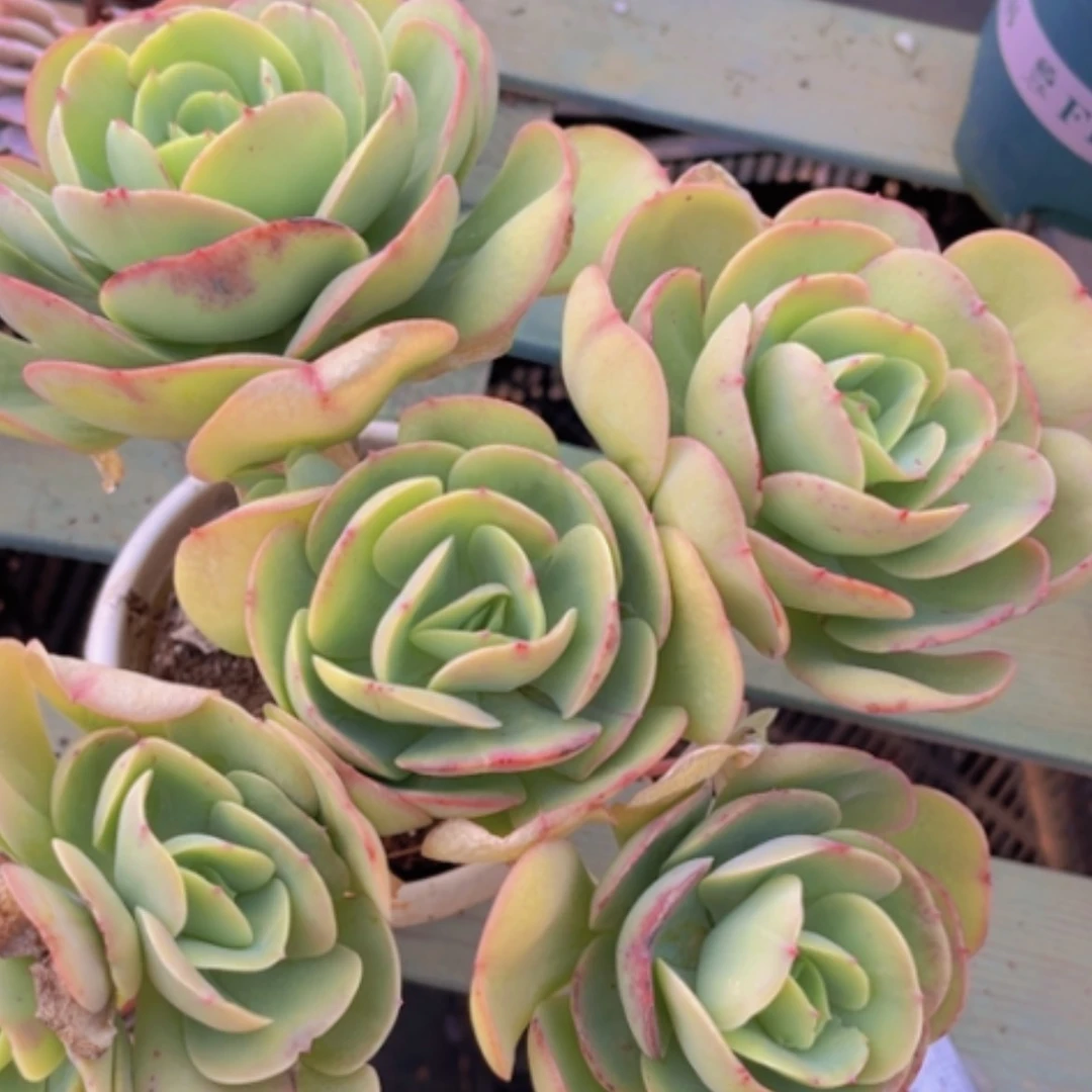 【闪购商品】碧桃13177