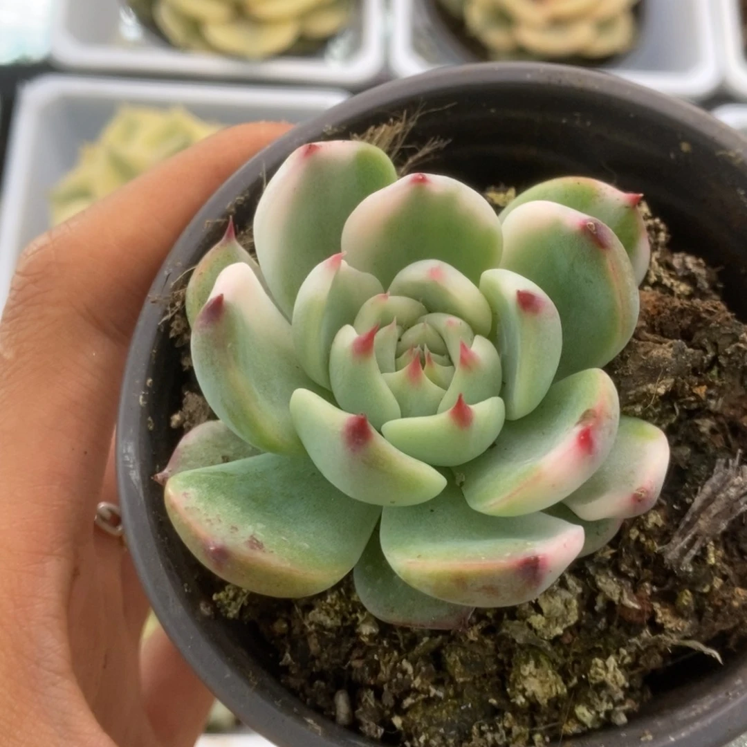 184锦锦锦锦锦锦锦