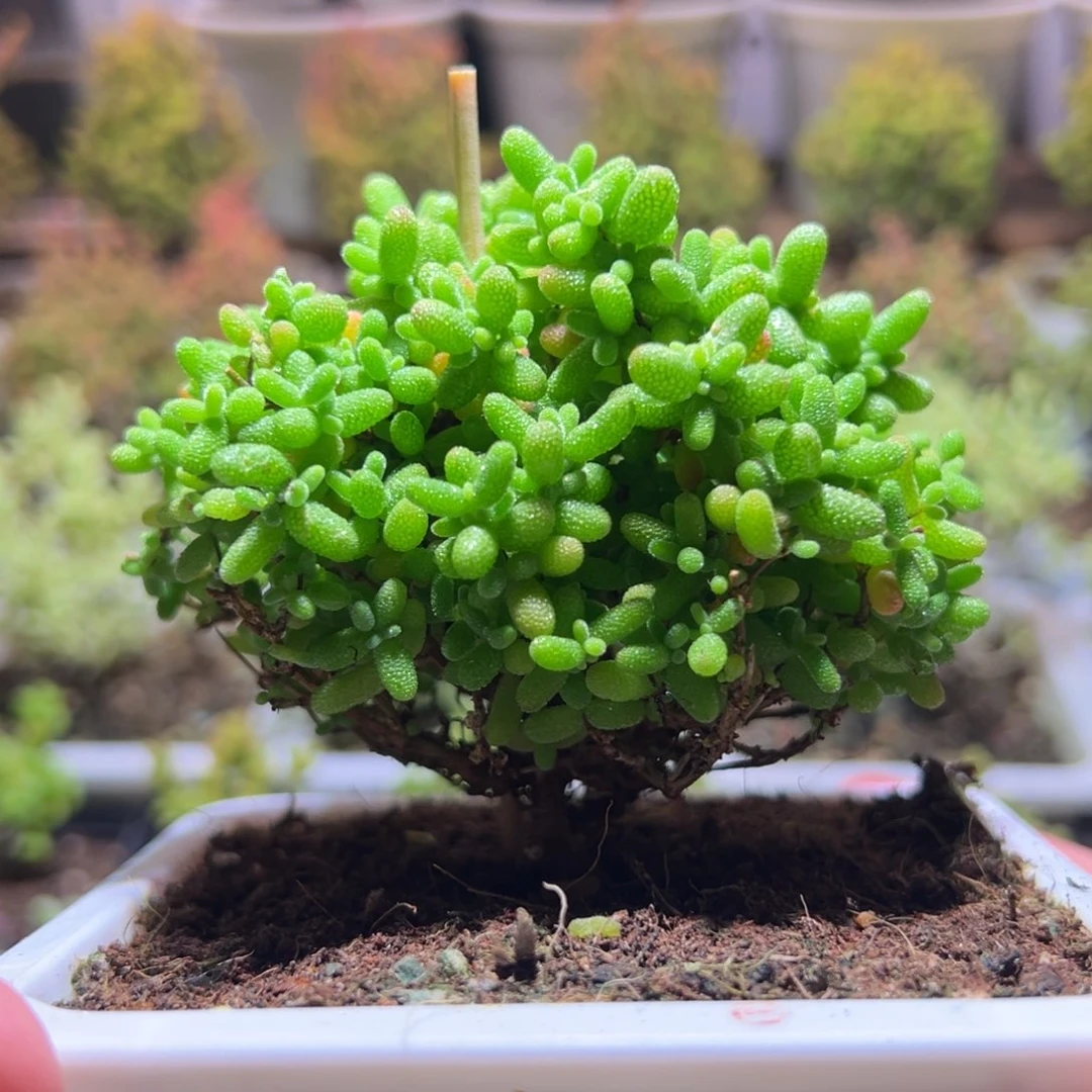 509蜜橘一物一拍带盆土发货
