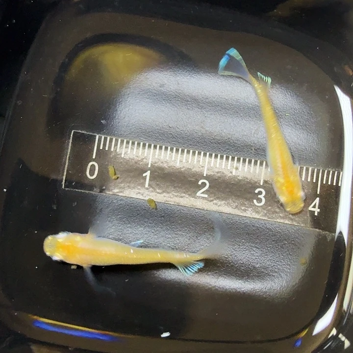 青鳉鱼56号拍品金泊舞鳍