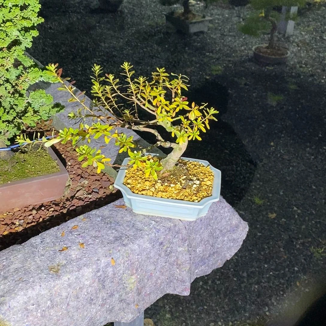 重****行杜鹃花包邮7257