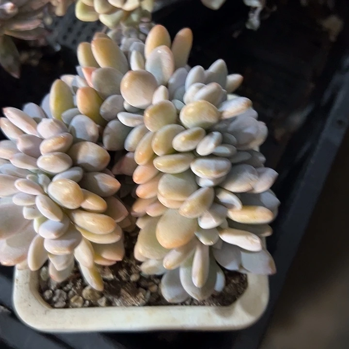 幸运的是我还没遇到你的