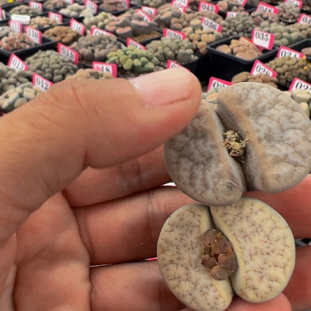 680 一物一拍，默认有伤，介意勿拍，不退不换