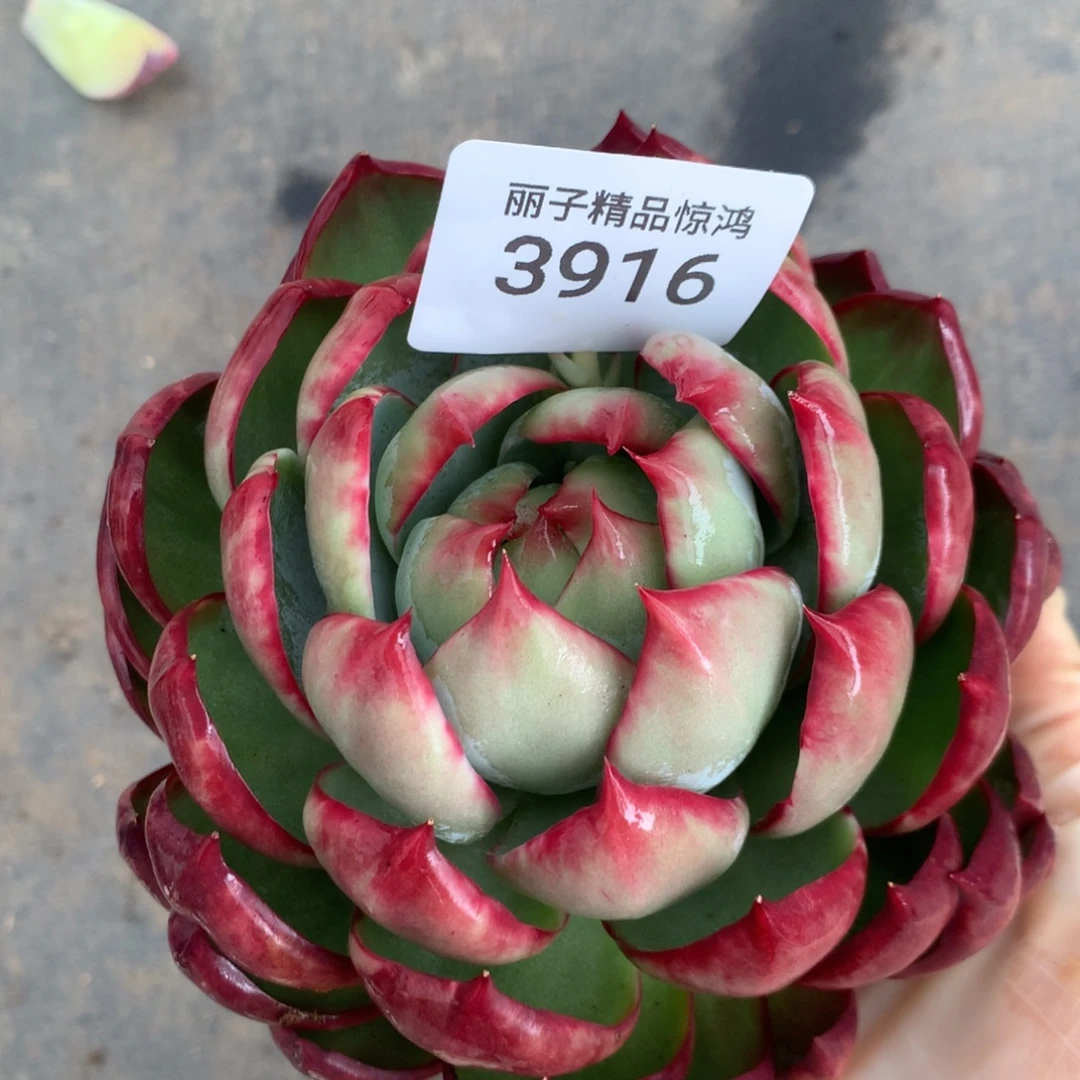 3916一物一拍13厘米