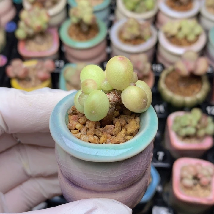 025 萤火虫 超透 树杈造型3头