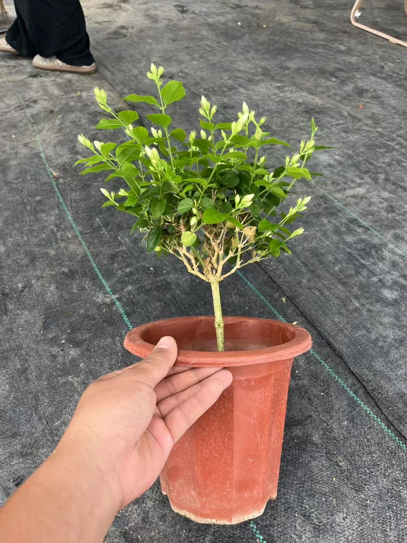 单瓣笔尖茉莉花 开花浓香四季好养耐高温木本花卉盆栽基地直发