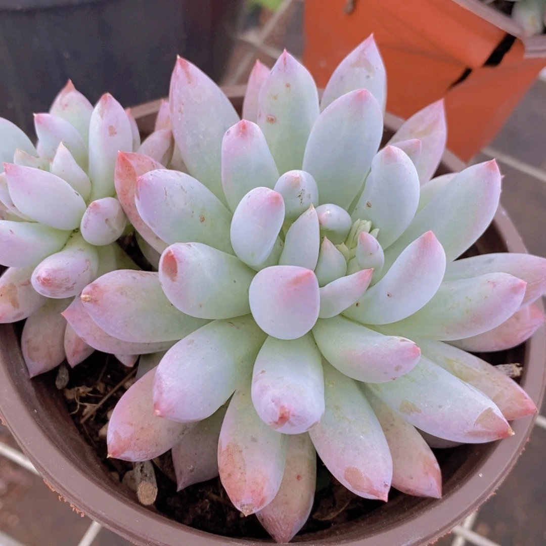 所罗门大单头带崽精控精养