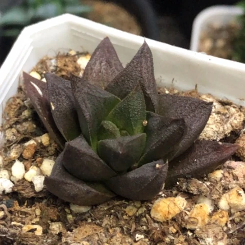 稀有原始种带盆发货哈哈哈