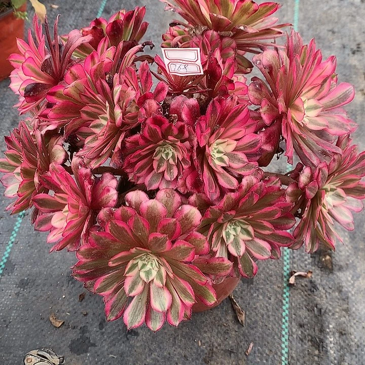 769红铜白多肉植物