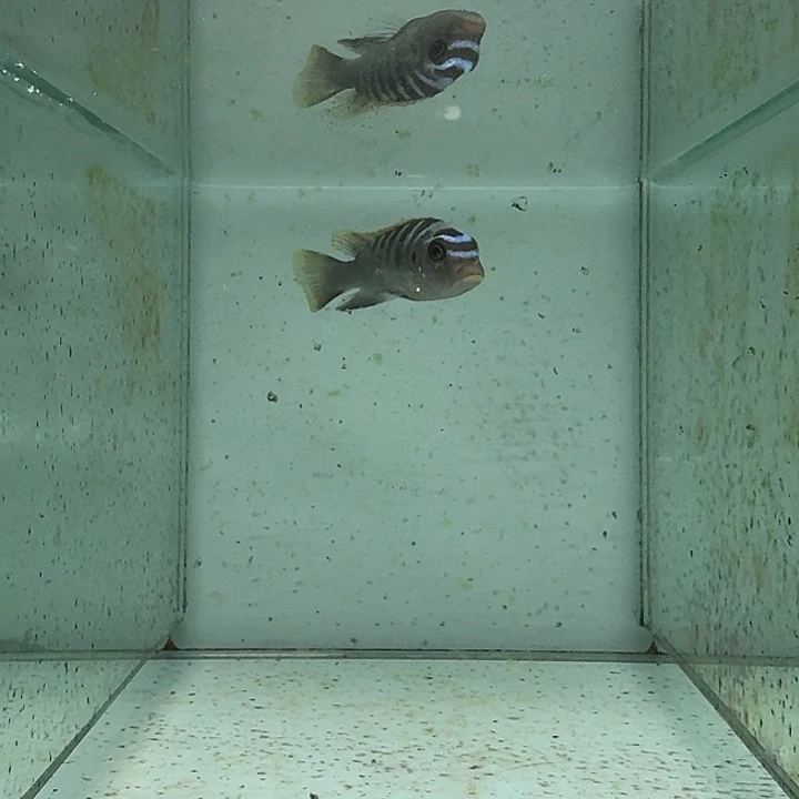海水142号野生朦胧斑马