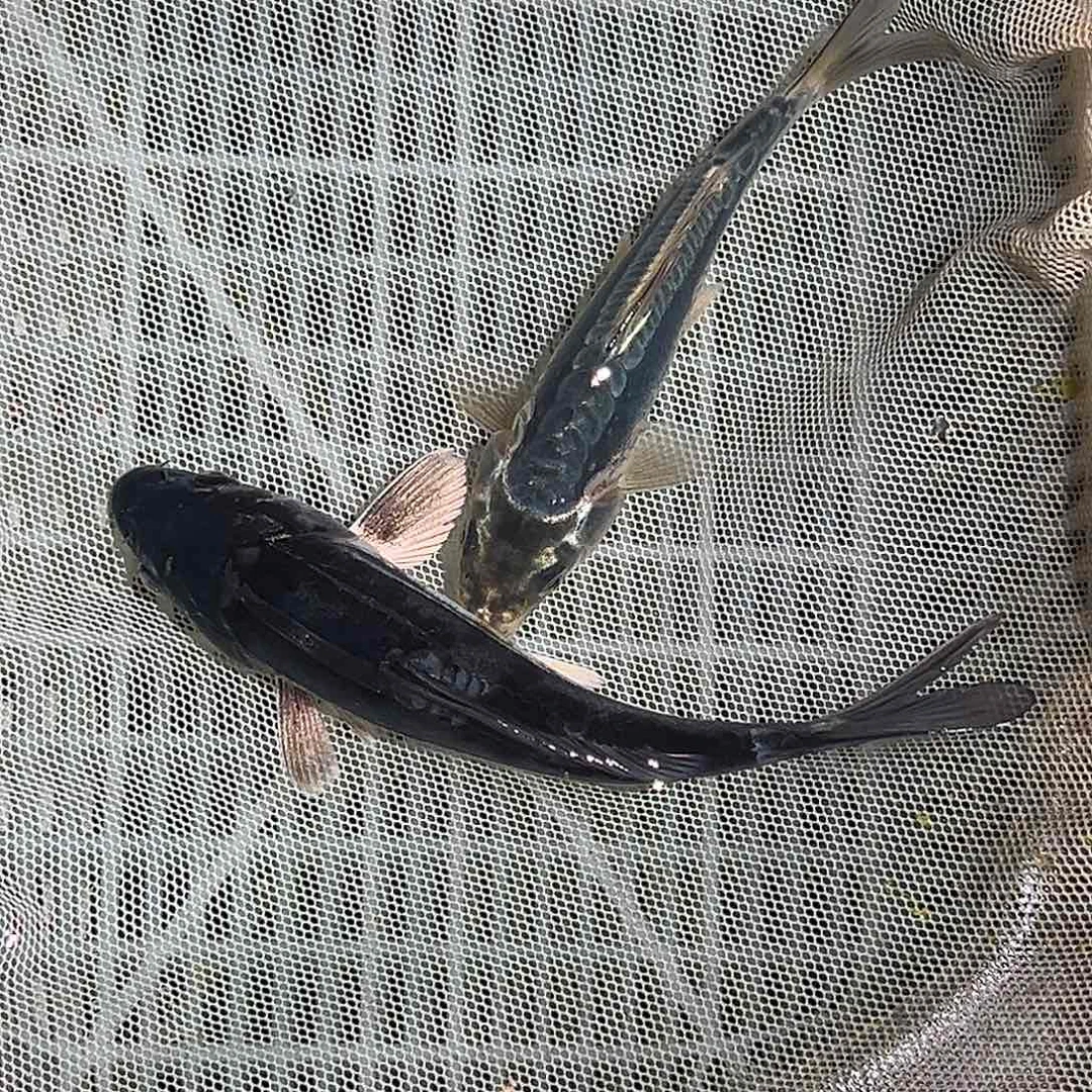 锦鲤锦鲤观赏鱼11111