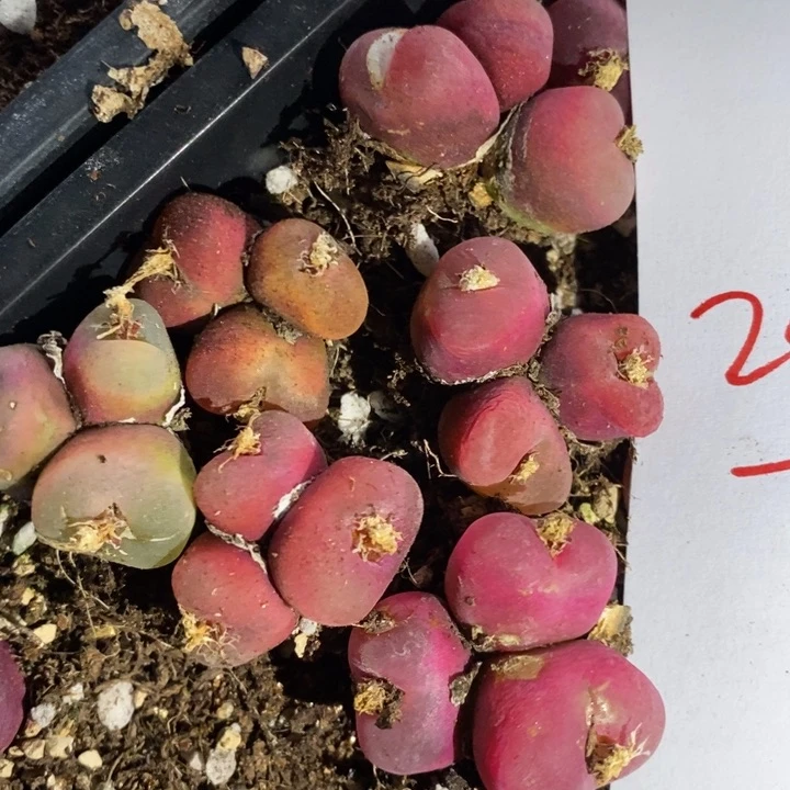 29223一组一组有伤