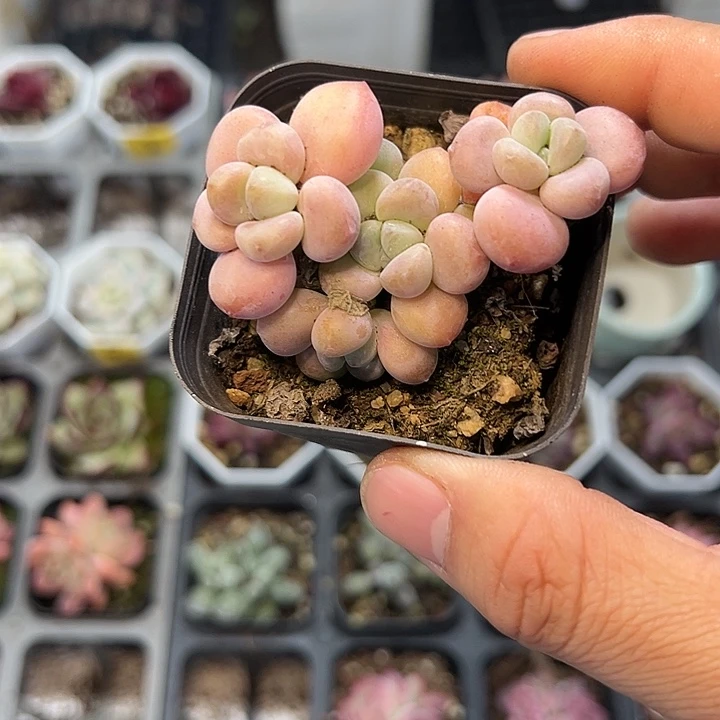 洛神 满10颗包邮