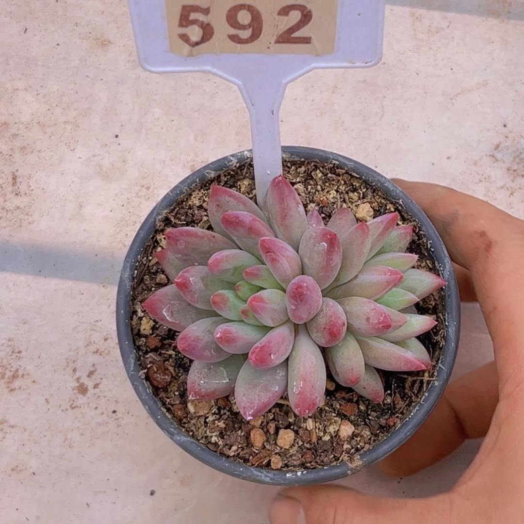 春****子多肉植物白体虞美人592