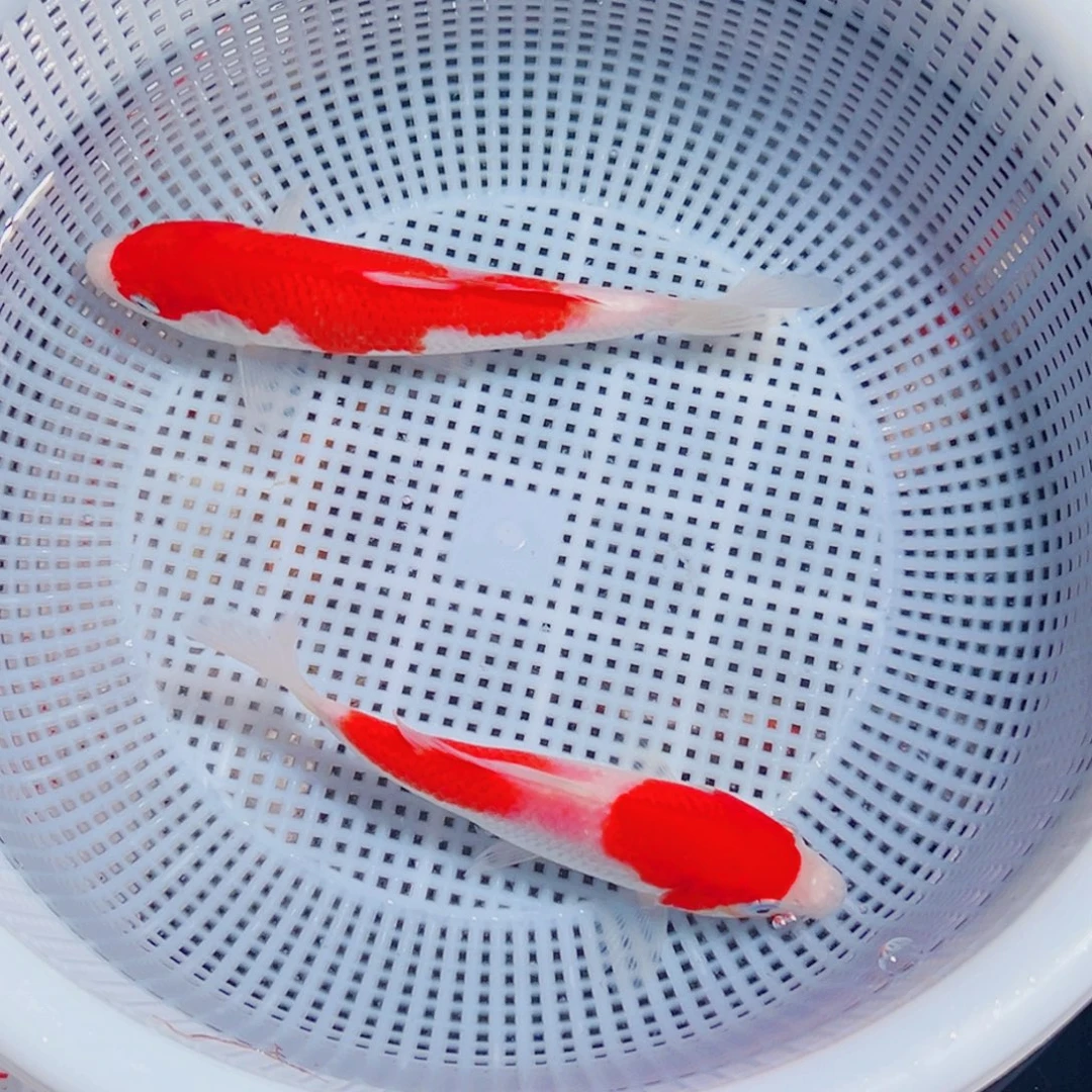 锦鲤锦鲤观赏鱼1111