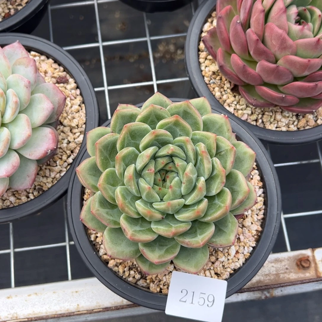 茶****筑2159肉肉肉肉肉肉肉