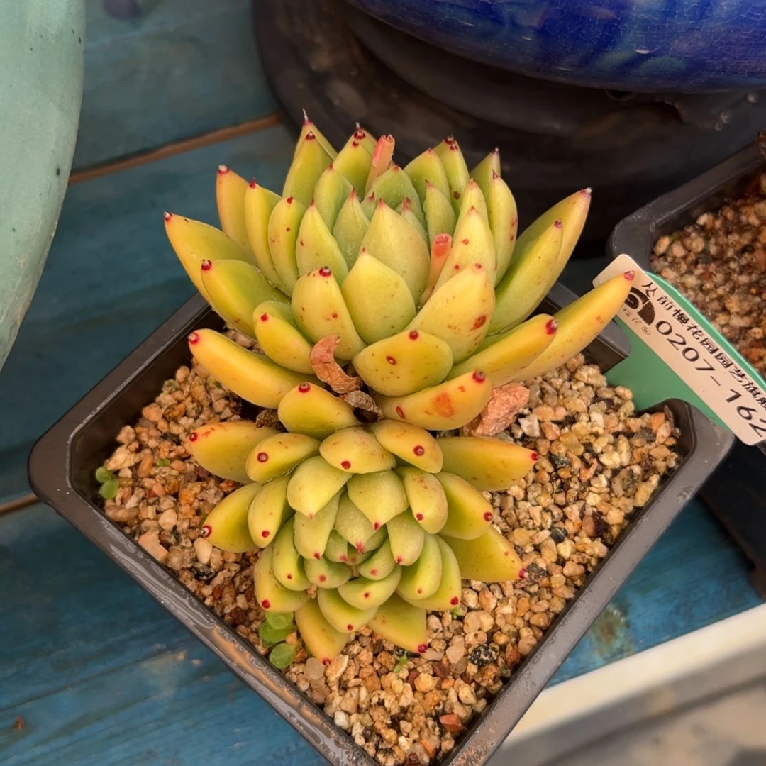 多肉一物一拍0207-162