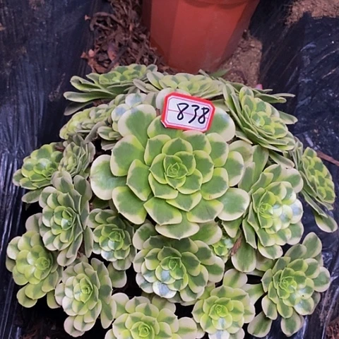 绿的莎老桩捧花838号