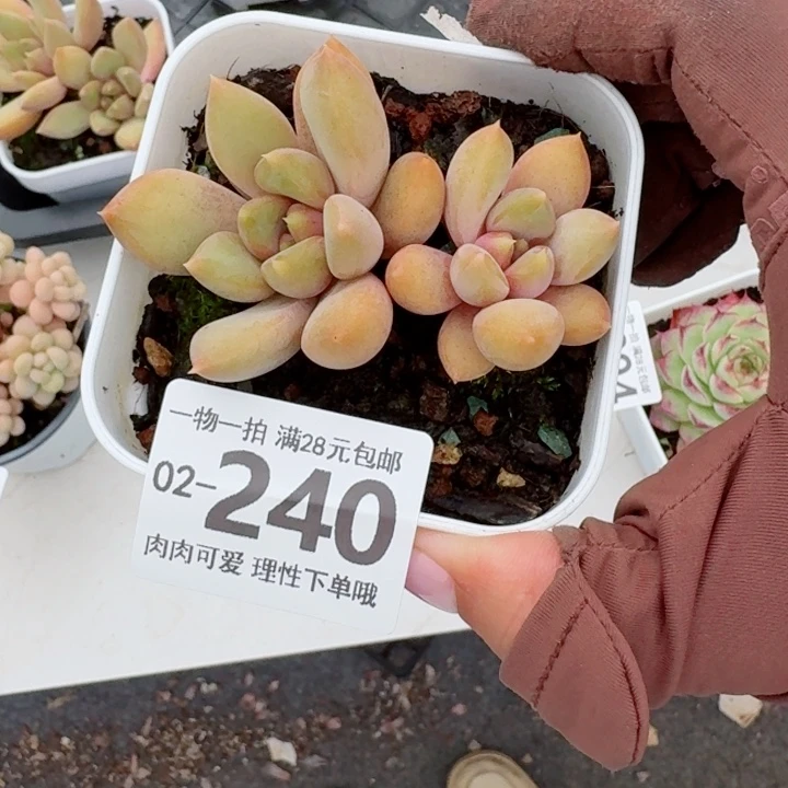 红象牙无盆土发货多肉多
