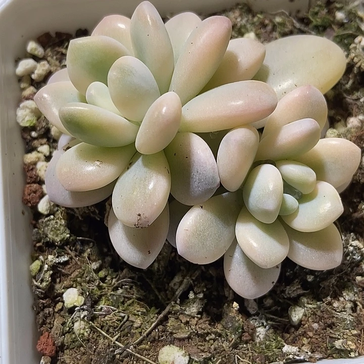 多肉植物洛神锦9001