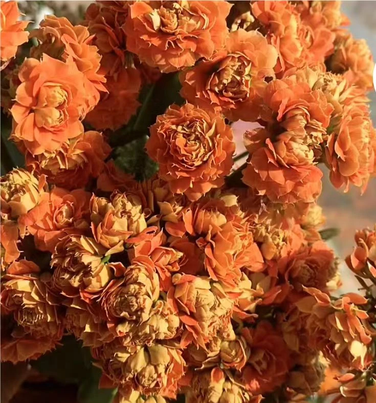 120狮子王长寿花