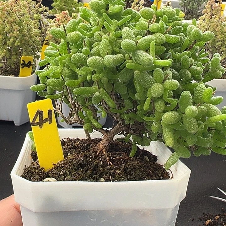 41号蜜橘悬崖桩一物一拍
