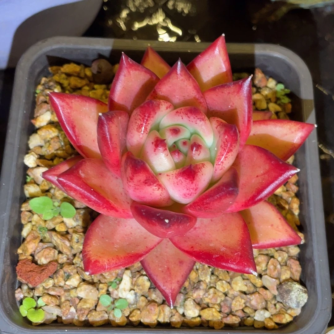 多肉植物一物一拍