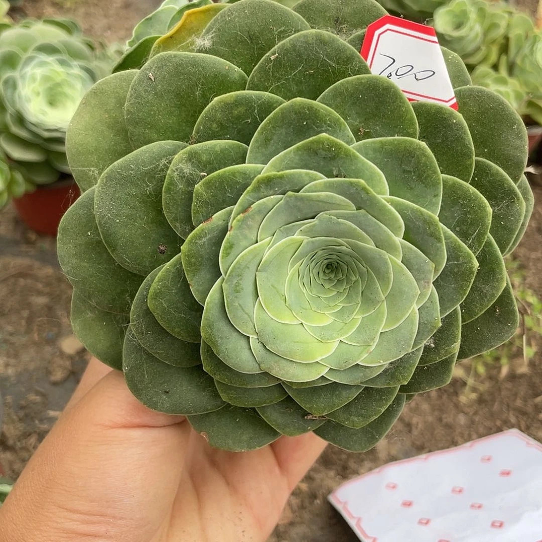 ?***?山地玫瑰不售后 200