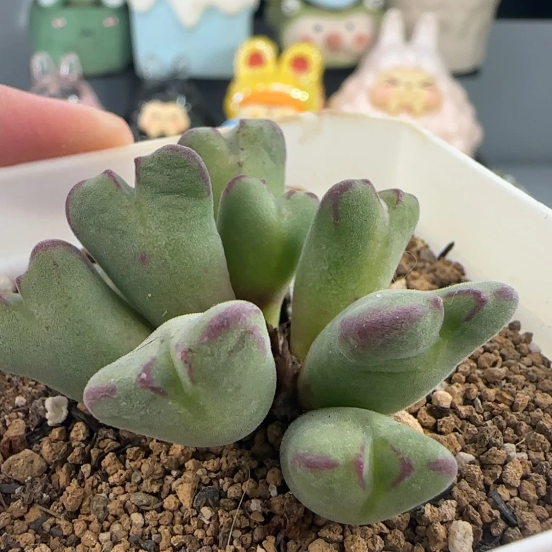 0328/10头莎文利亚/