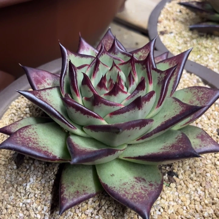 野乌元宽叶长睫毛111