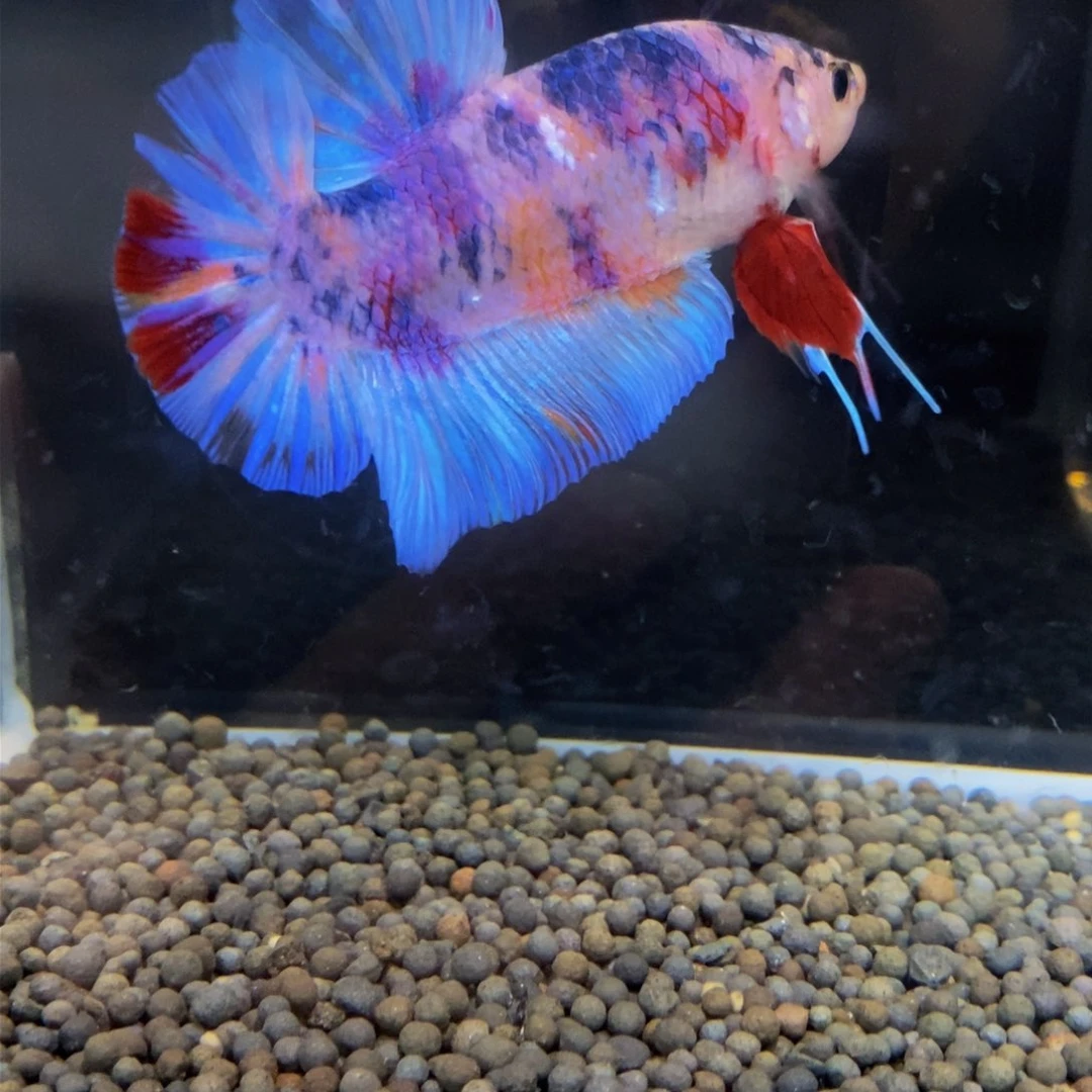 热带鱼公389巨斗